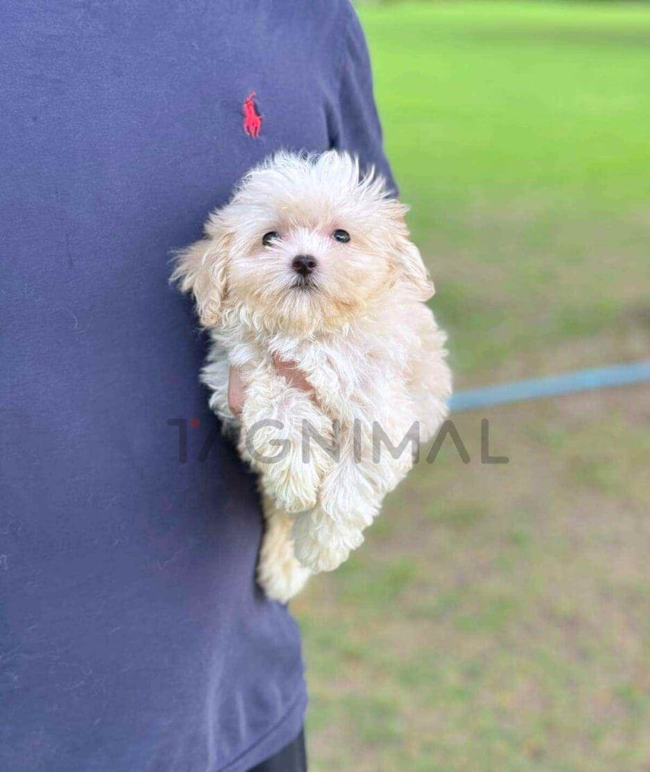 Maltipoo puppy for sale, dog for sale at Tagnimal