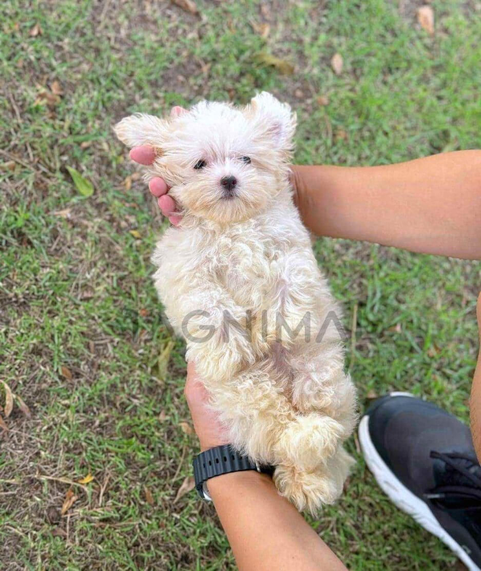 Maltipoo puppy for sale, dog for sale at Tagnimal