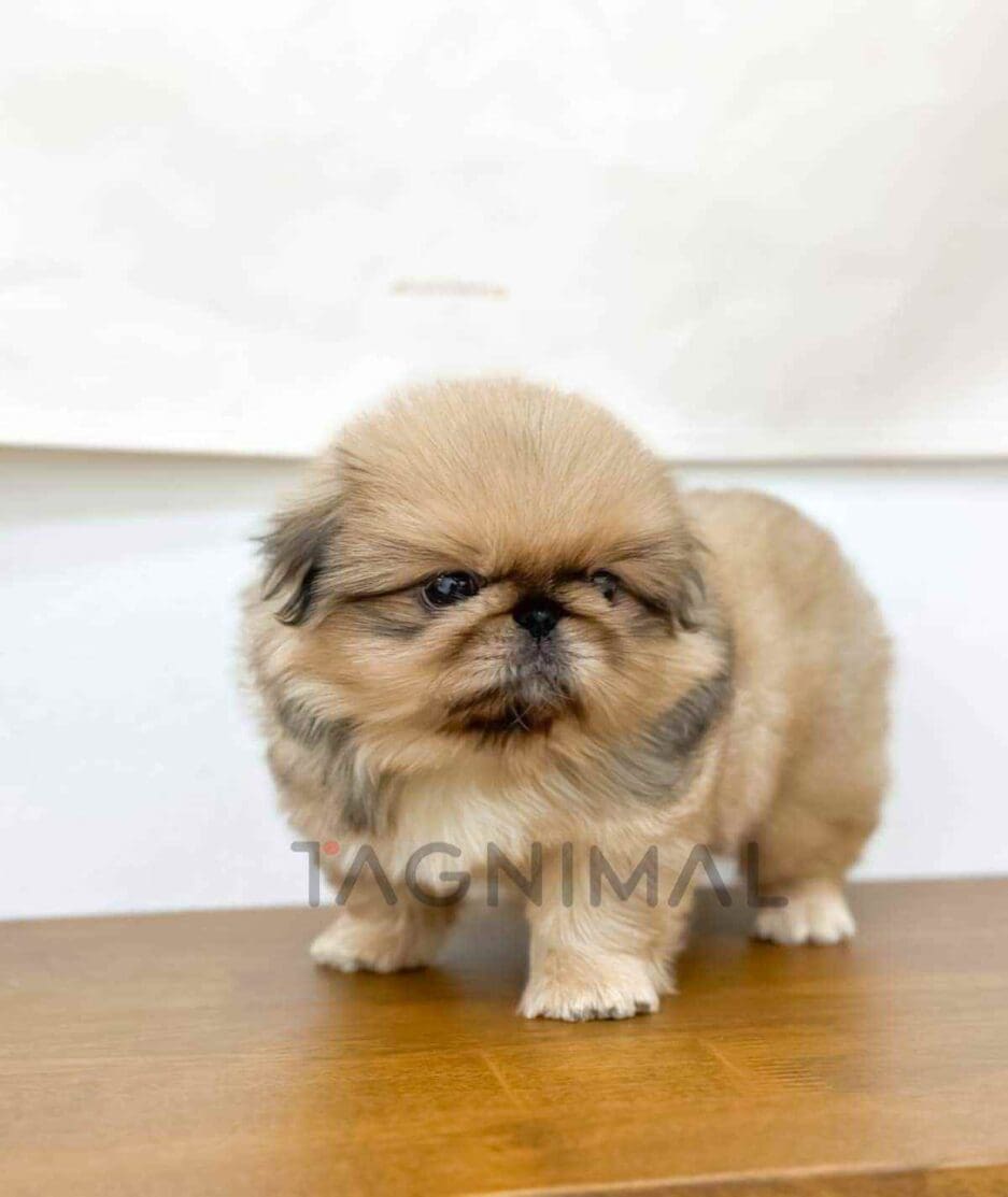 Pekingese puppy for sale, dog for sale at Tagnimal