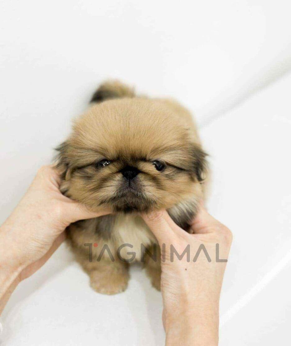 Pekingese puppy for sale, dog for sale at Tagnimal