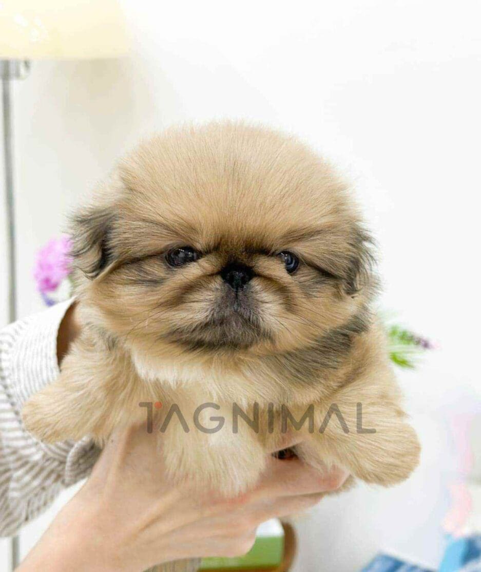 Pekingese puppy for sale, dog for sale at Tagnimal