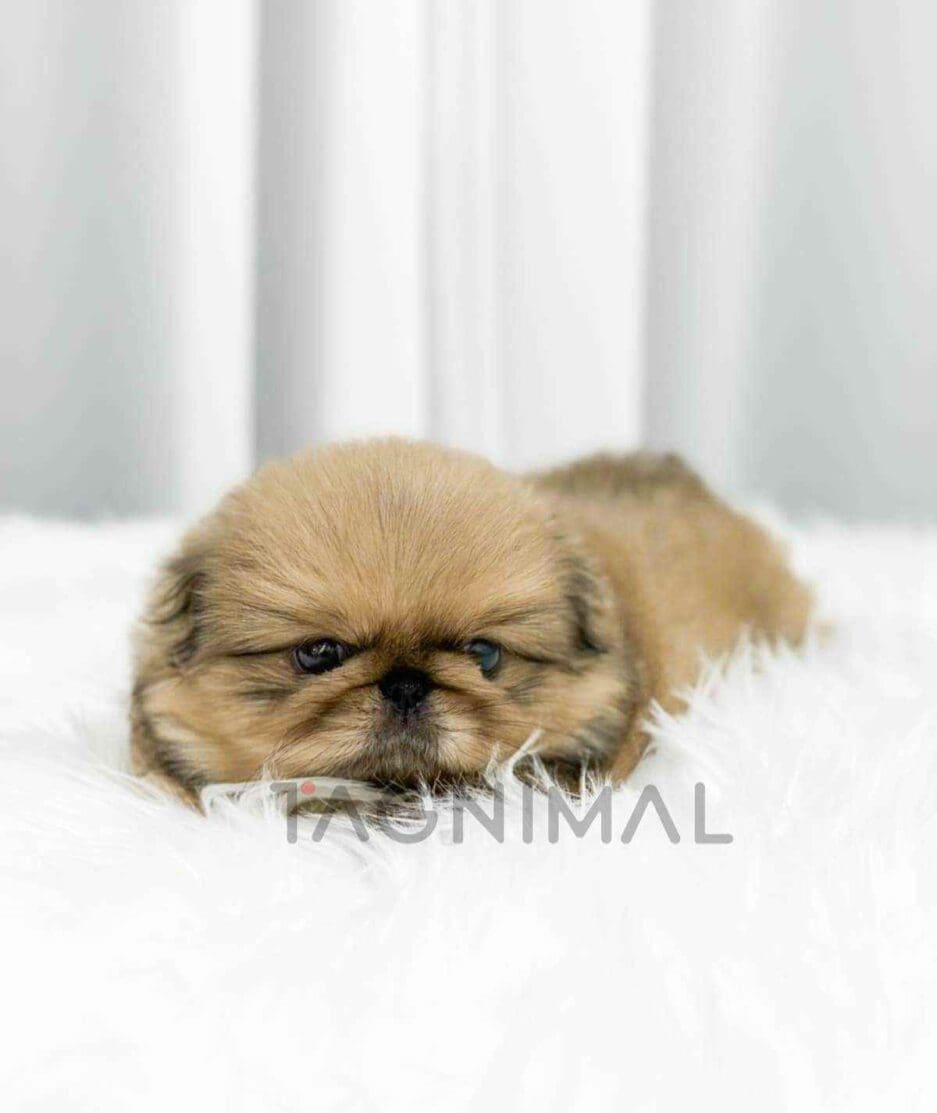 Pekingese puppy for sale, dog for sale at Tagnimal