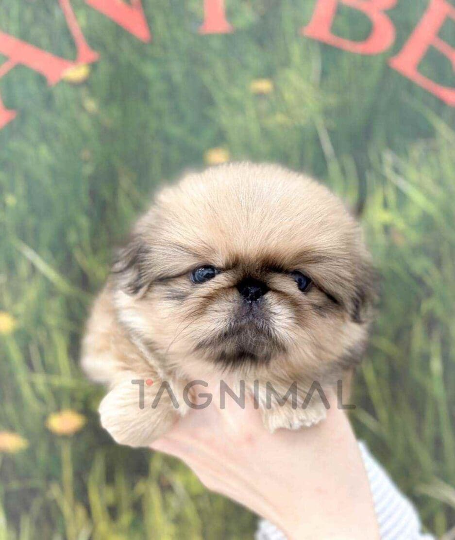 Pekingese puppy for sale, dog for sale at Tagnimal