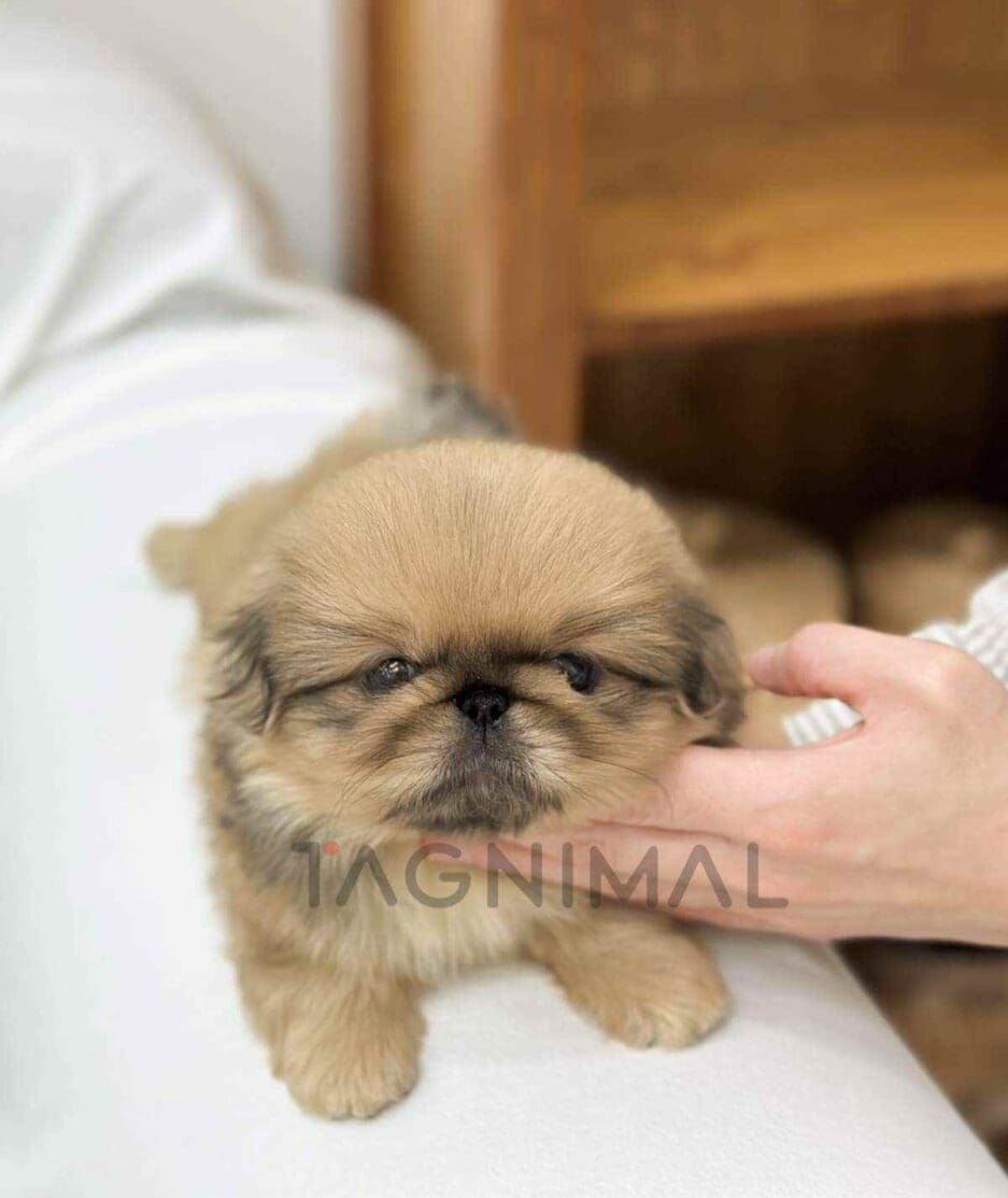 Pekingese puppy for sale, dog for sale at Tagnimal