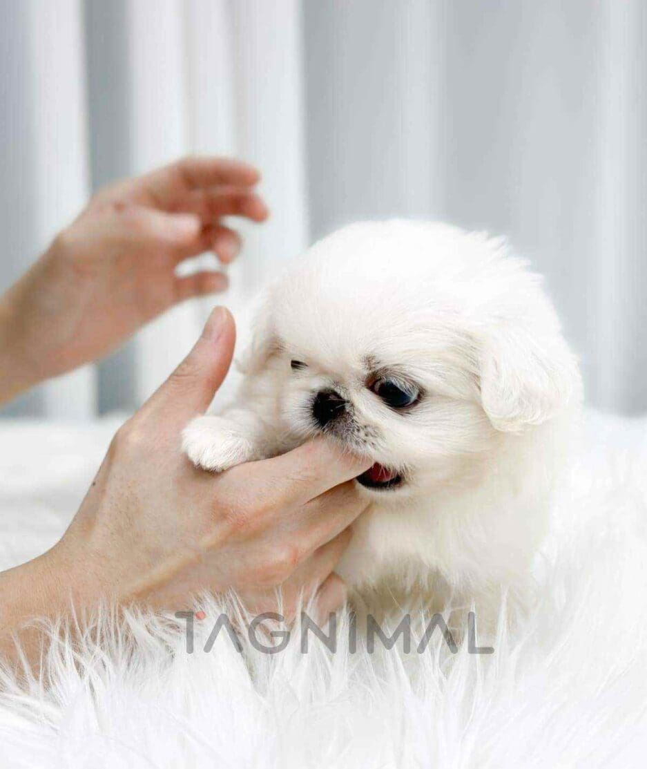 Pekingese puppy for sale, dog for sale at Tagnimal