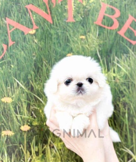 Pekingese puppy for sale, dog for sale at Tagnimal