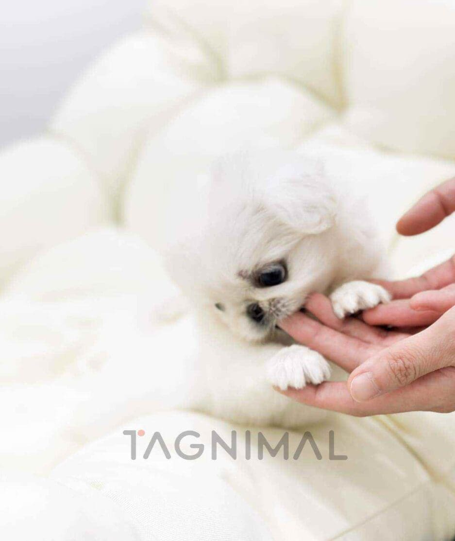 Pekingese puppy for sale, dog for sale at Tagnimal