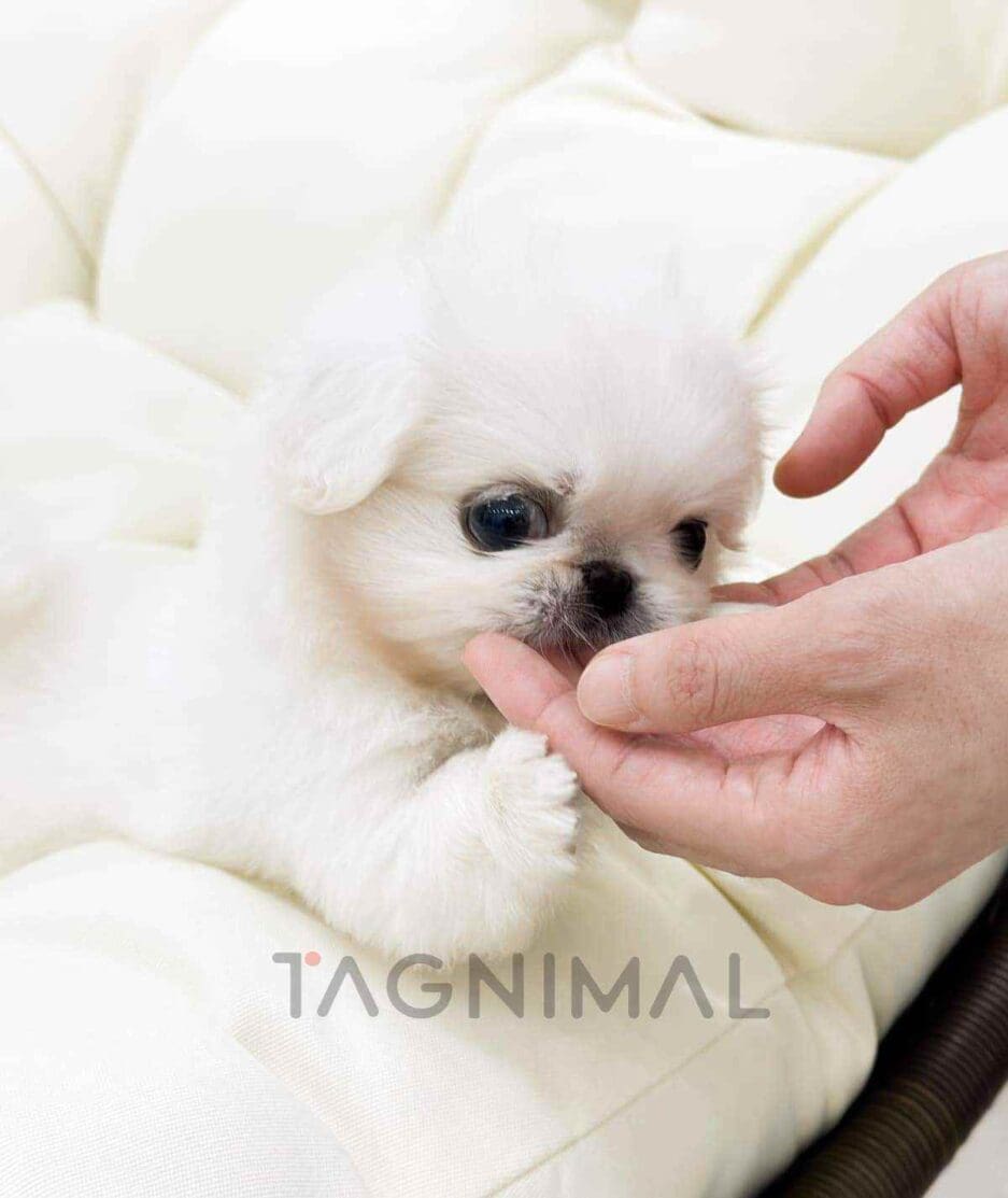 Pekingese puppy for sale, dog for sale at Tagnimal