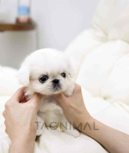 Pekingese puppy for sale, dog for sale at Tagnimal