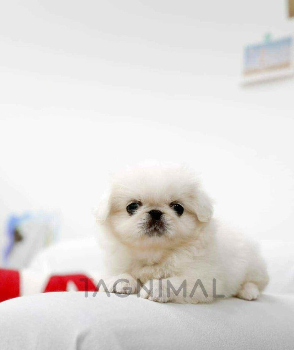 Pekingese puppy for sale, dog for sale at Tagnimal