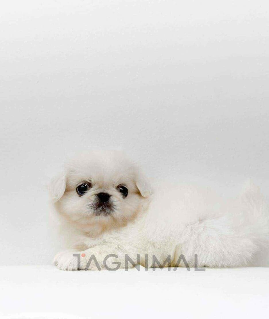 Pekingese puppy for sale, dog for sale at Tagnimal