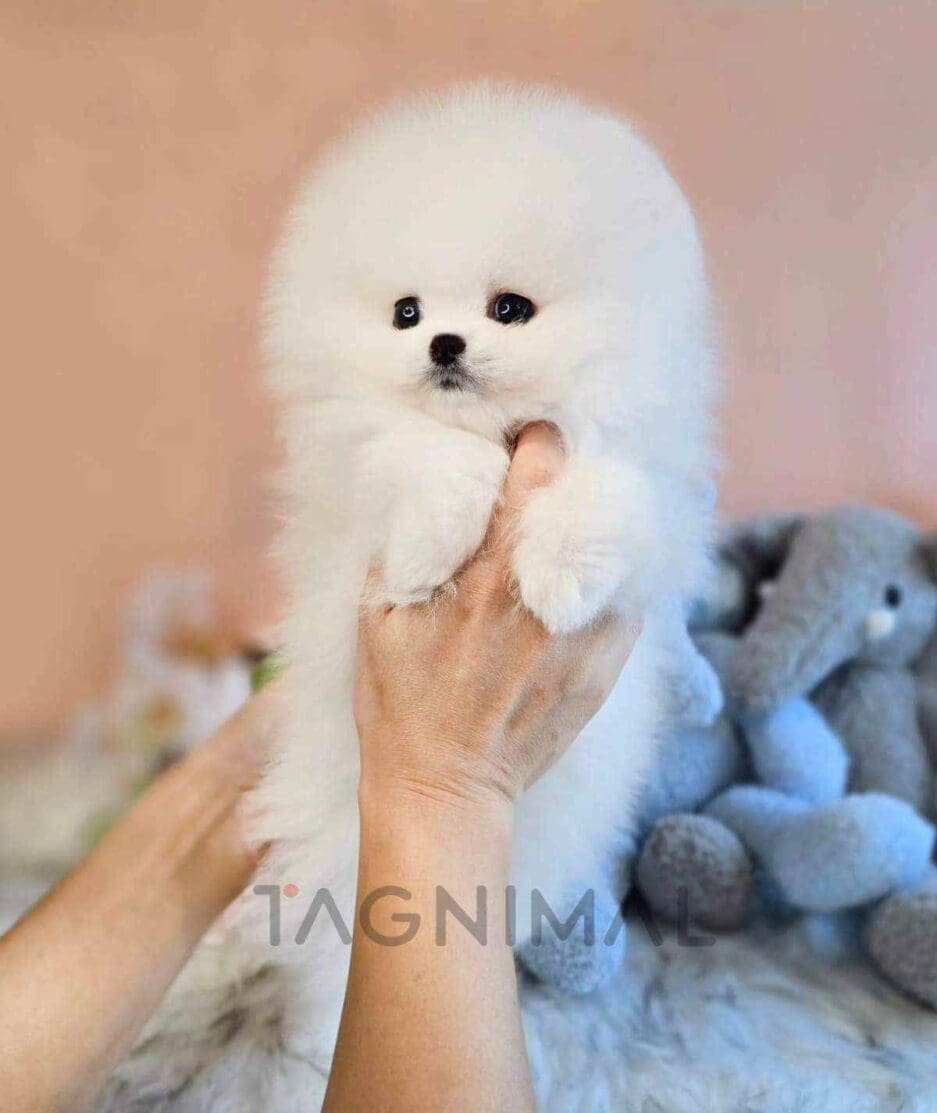 Pomeranian puppy for sale, dog for sale at Tagnimal