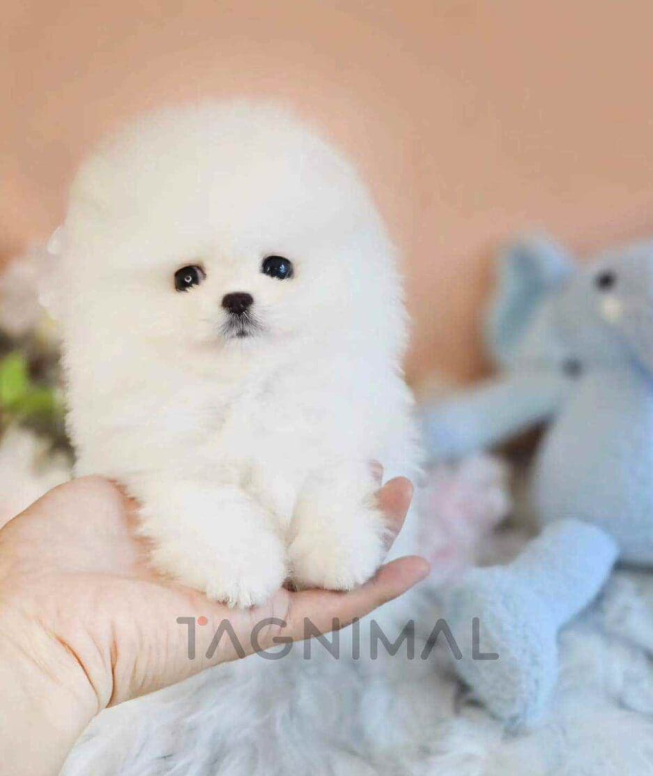 Pomeranian puppy for sale, dog for sale at Tagnimal