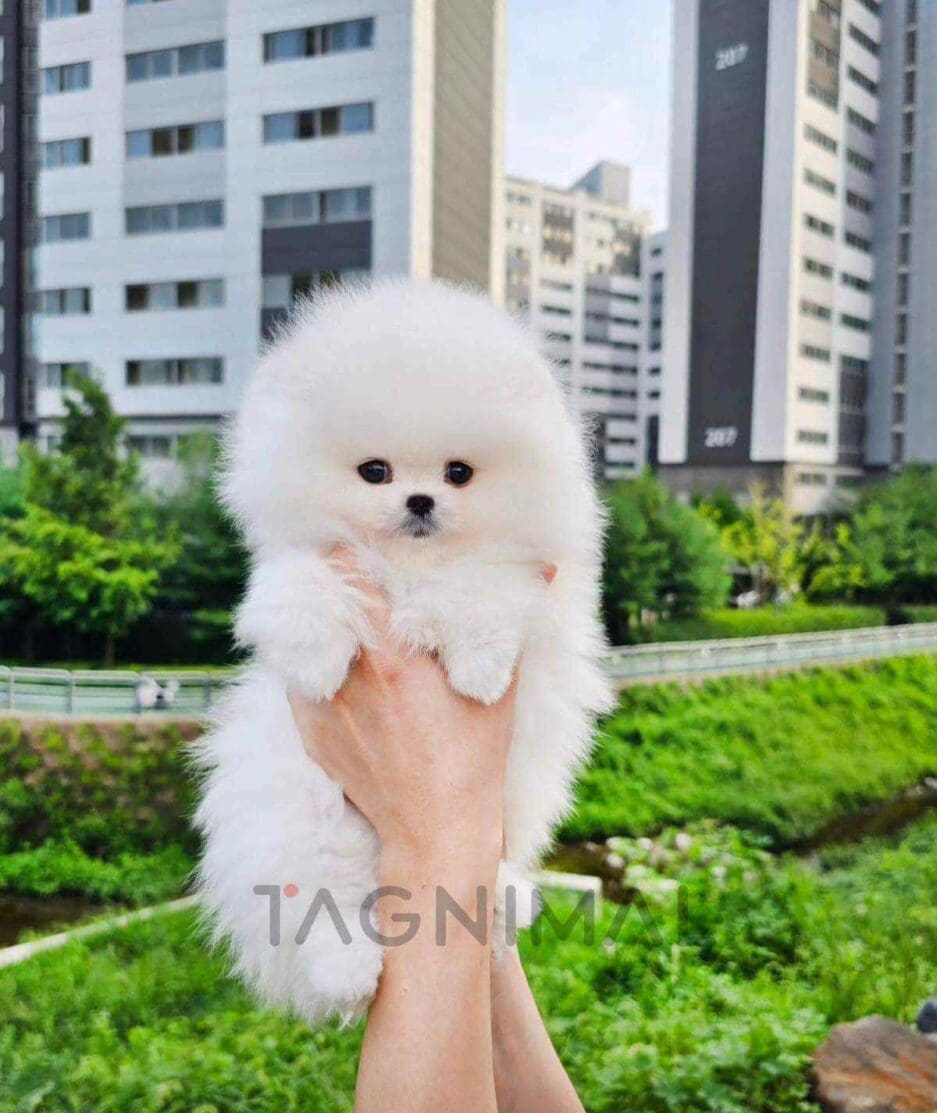 Pomeranian puppy for sale, dog for sale at Tagnimal