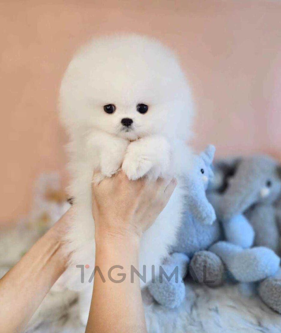 Pomeranian puppy for sale, dog for sale at Tagnimal