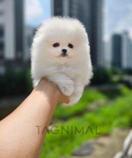 Pomeranian puppy for sale, dog for sale at Tagnimal