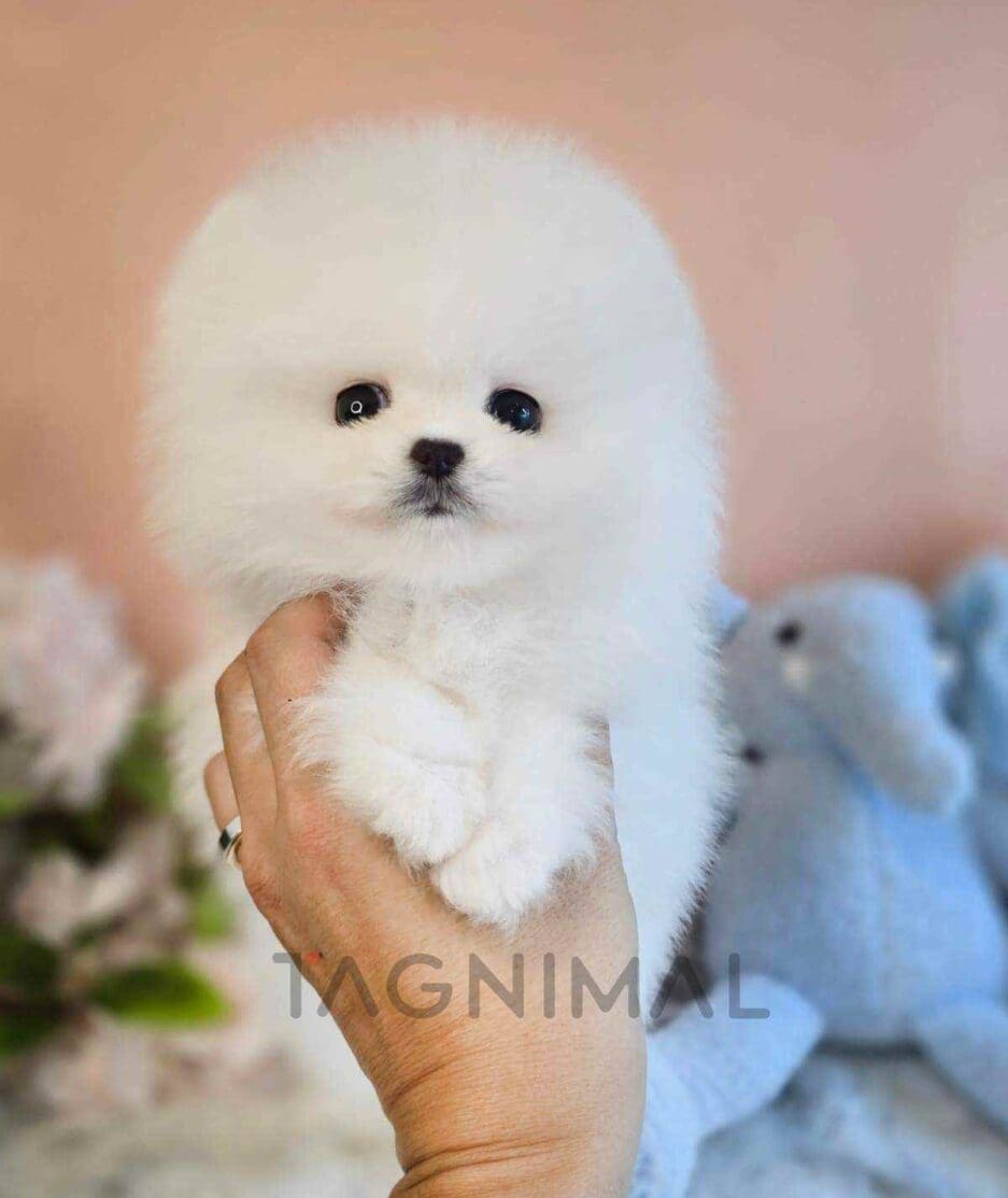 Pomeranian puppy for sale, dog for sale at Tagnimal