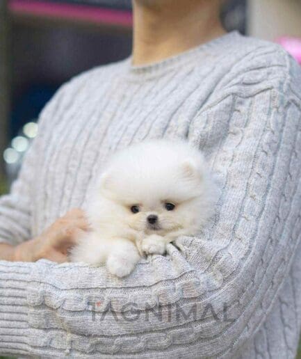 Pomeranian puppy for sale, dog for sale at Tagnimal