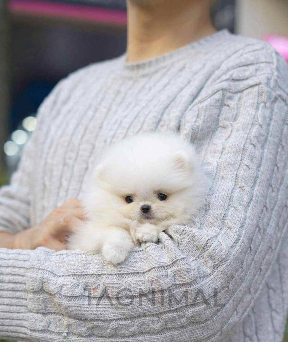 Pomeranian puppy for sale, dog for sale at Tagnimal