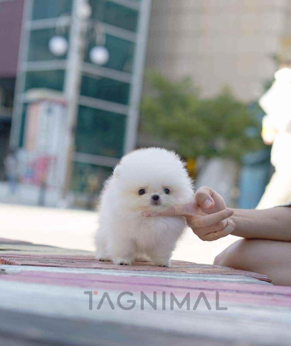 Pomeranian puppy for sale, dog for sale at Tagnimal