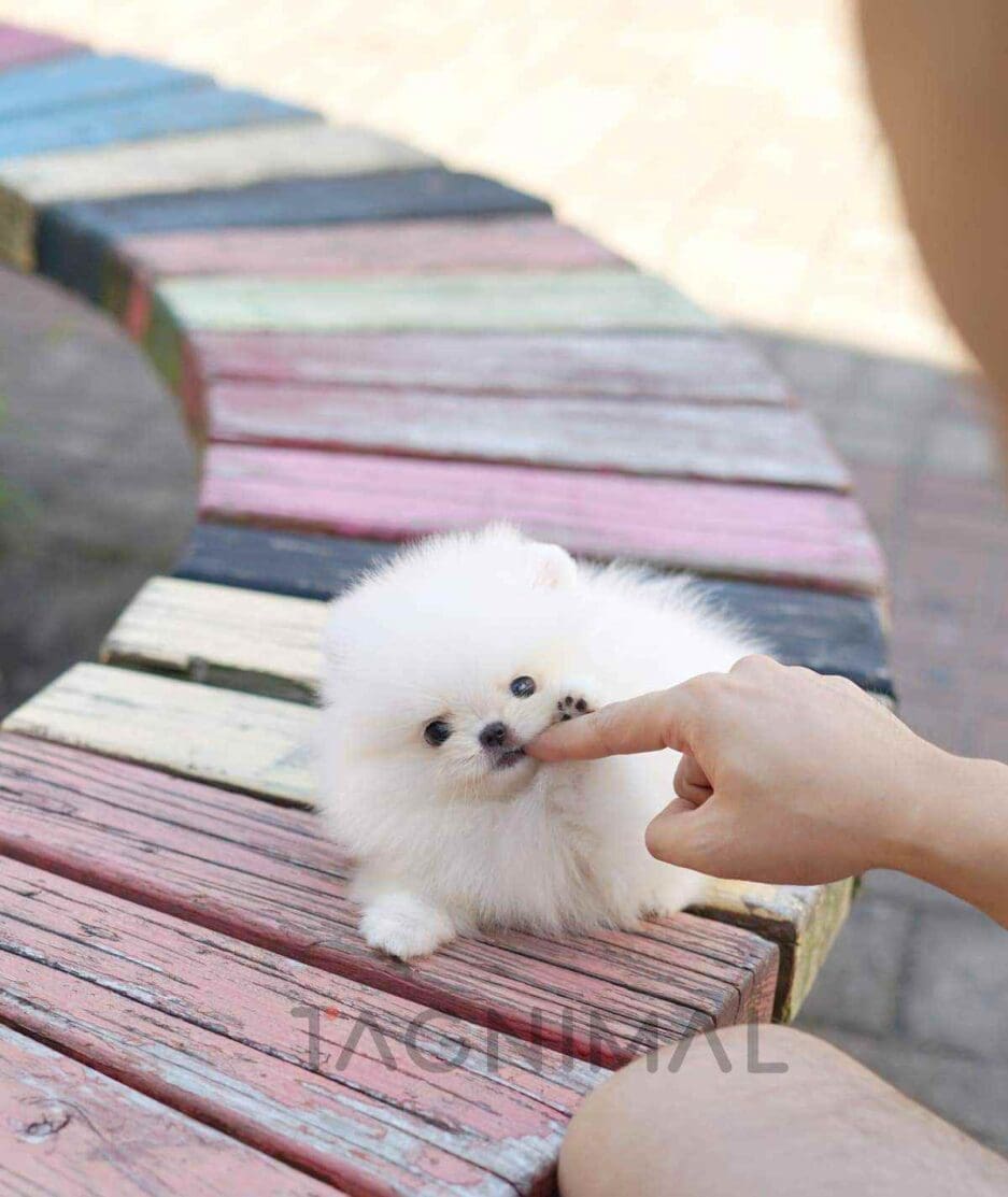 Pomeranian puppy for sale, dog for sale at Tagnimal