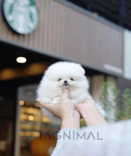 Pomeranian puppy for sale, dog for sale at Tagnimal