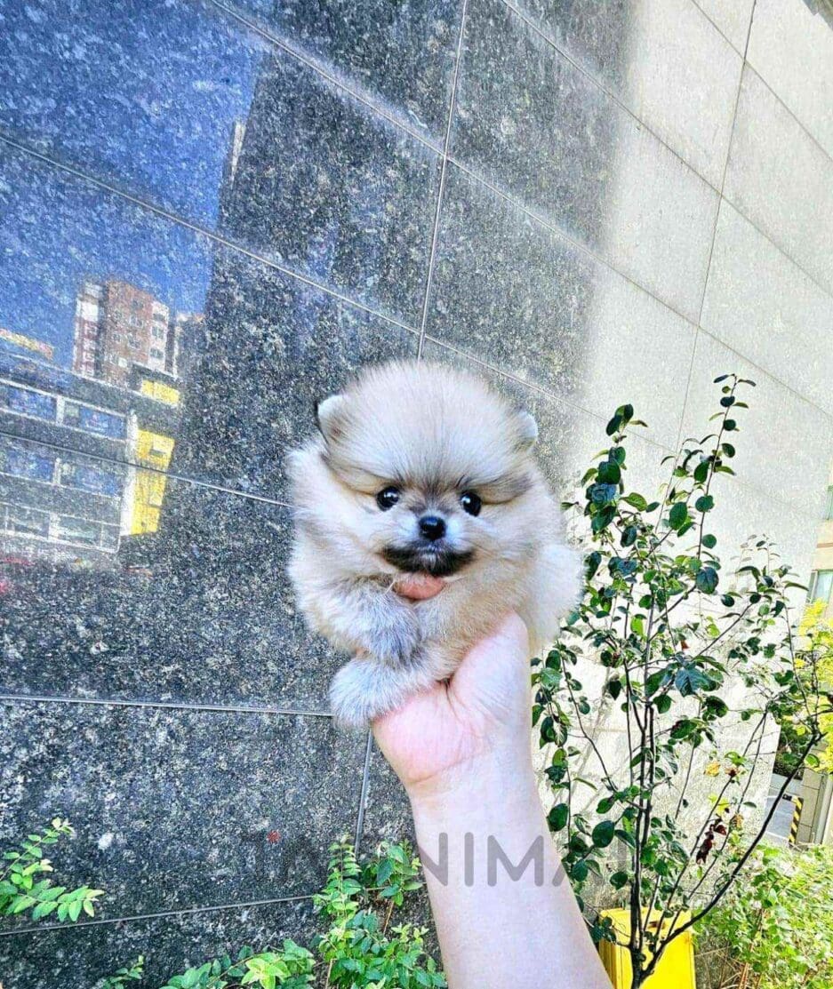 Pomeranian puppy for sale, dog for sale at Tagnimal