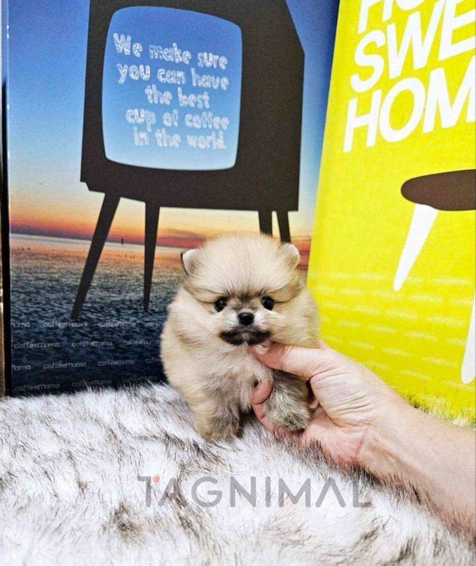 Pomeranian puppy for sale, dog for sale at Tagnimal