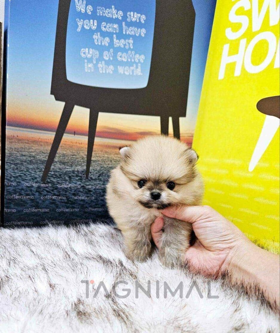 Pomeranian puppy for sale, dog for sale at Tagnimal