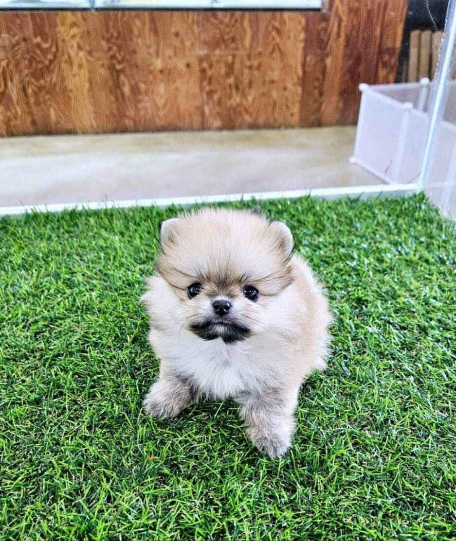 Pomeranian puppy for sale, dog for sale at Tagnimal