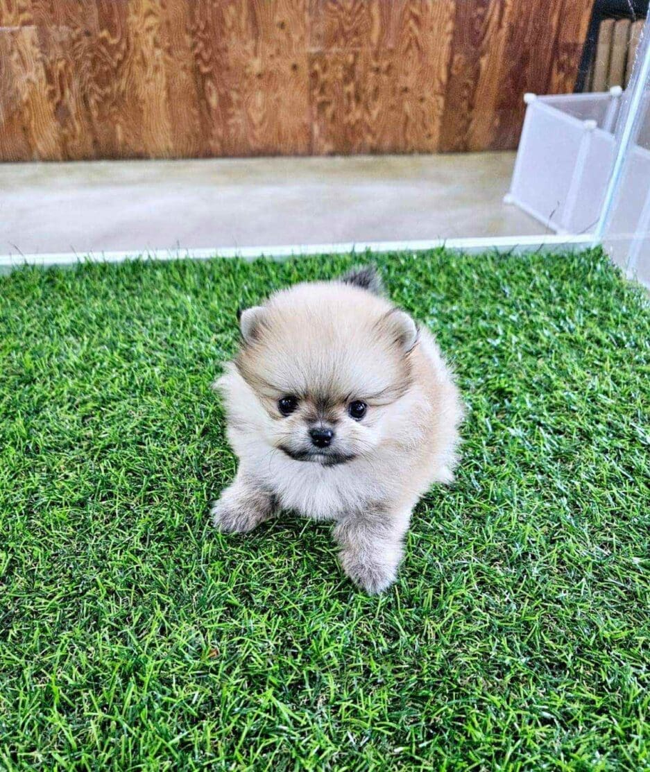 Pomeranian puppy for sale, dog for sale at Tagnimal