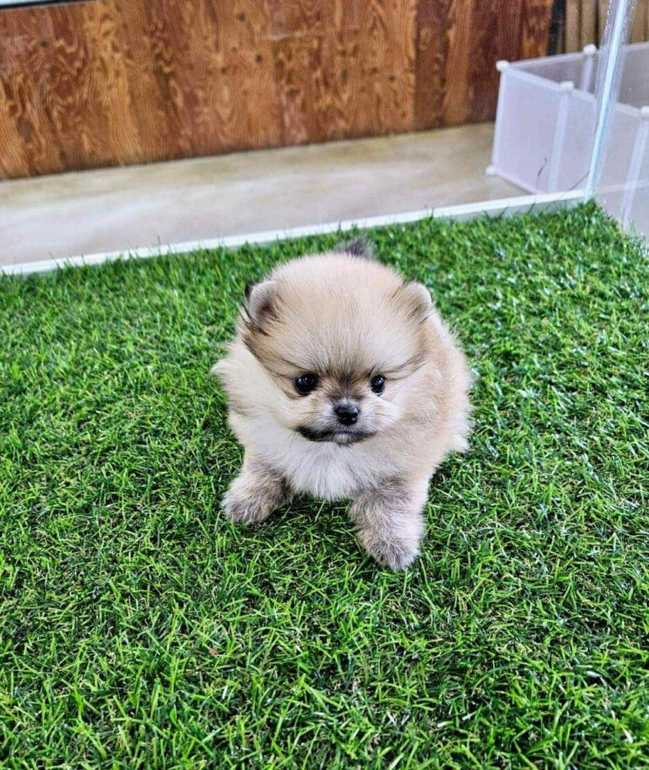 Pomeranian puppy for sale, dog for sale at Tagnimal