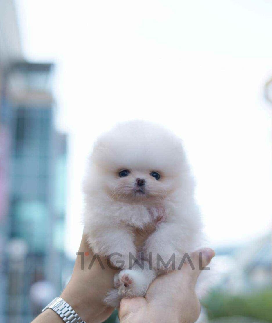 Pomeranian puppy for sale, dog for sale at Tagnimal