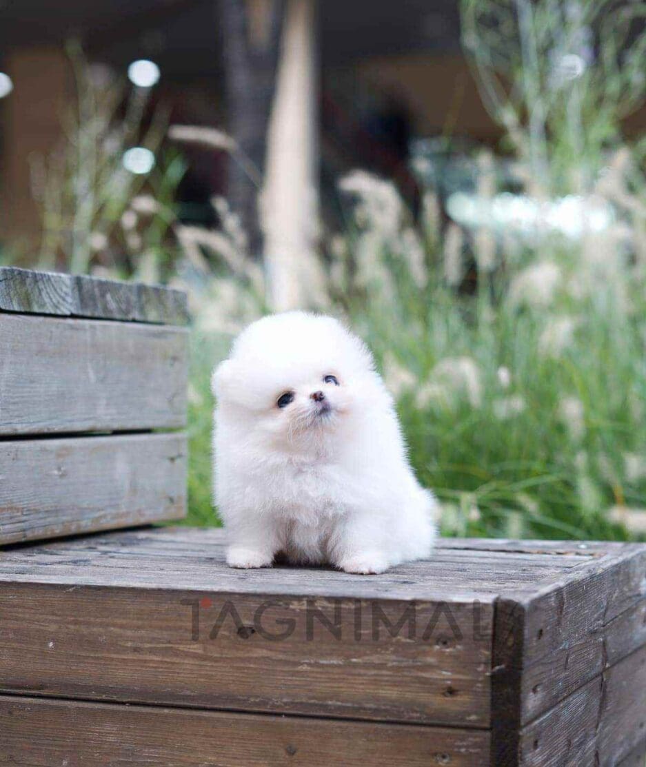 Pomeranian puppy for sale, dog for sale at Tagnimal