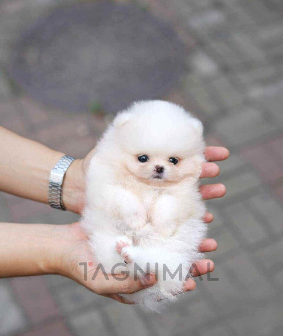 Pomeranian puppy for sale, dog for sale at Tagnimal