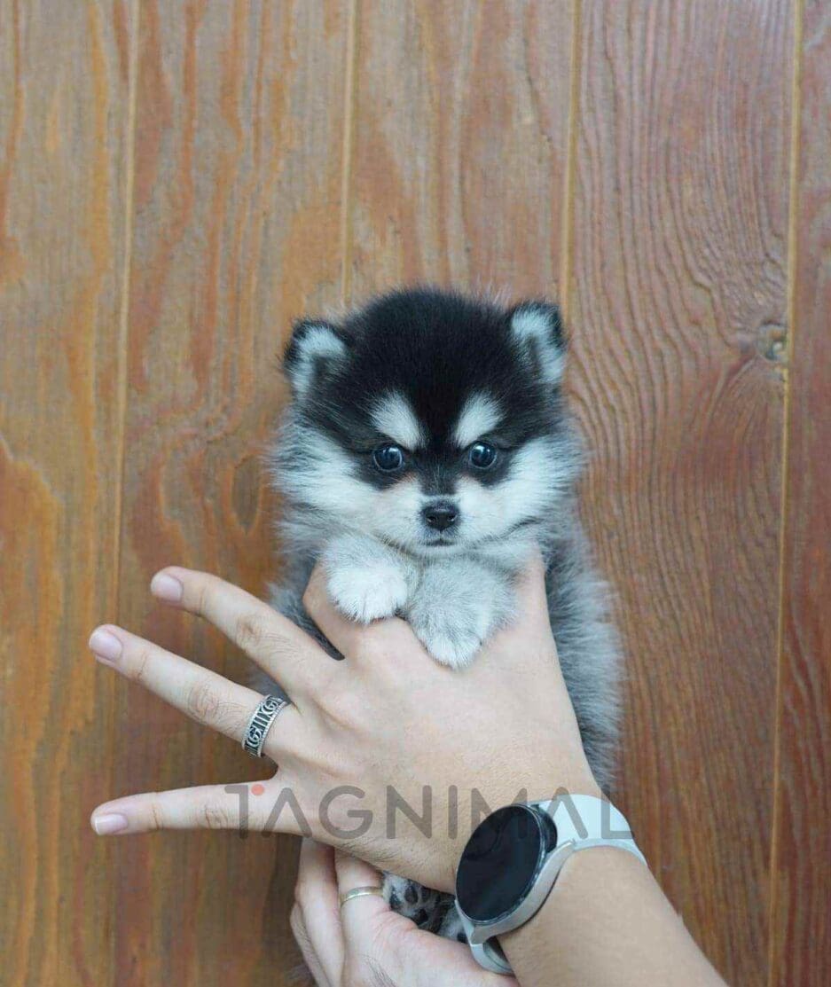 Pomsky puppy for sale, dog for sale at Tagnimal