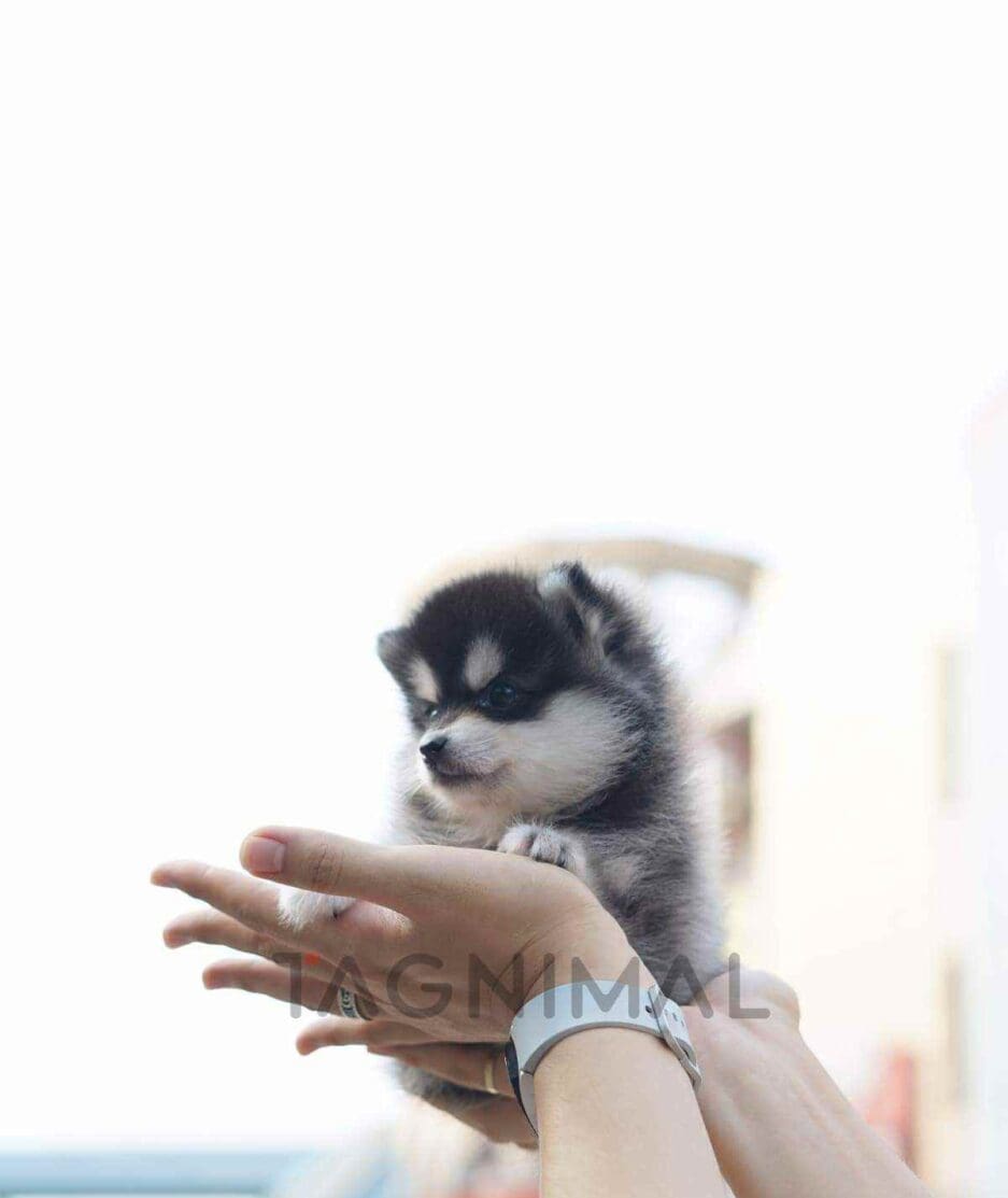 Pomsky puppy for sale, dog for sale at Tagnimal