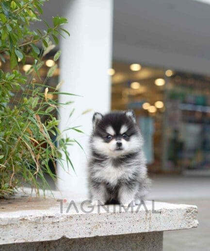 Pomsky puppy for sale, dog for sale at Tagnimal