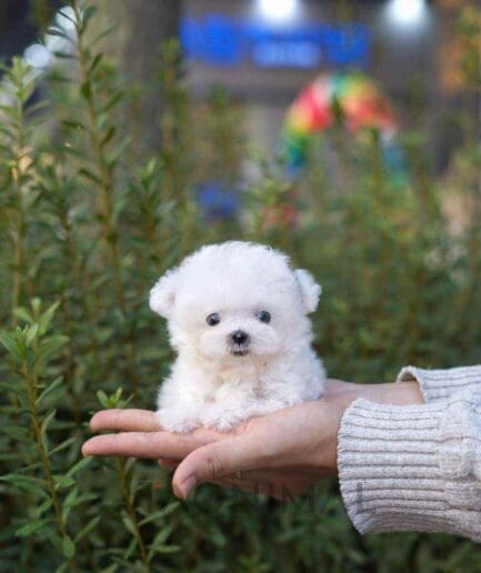 Poochon puppy for sale, dog for sale at Tagnimal