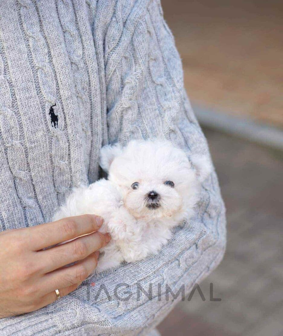 Poochon puppy for sale, dog for sale at Tagnimal