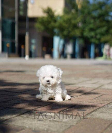 Poochon puppy for sale, dog for sale at Tagnimal