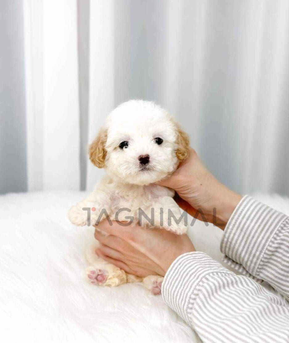 Poochon puppy for sale, dog for sale at Tagnimal