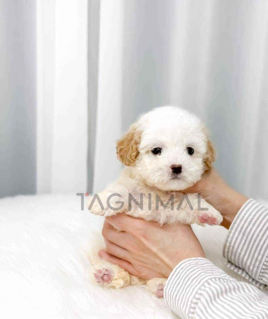 Poochon puppy for sale, dog for sale at Tagnimal