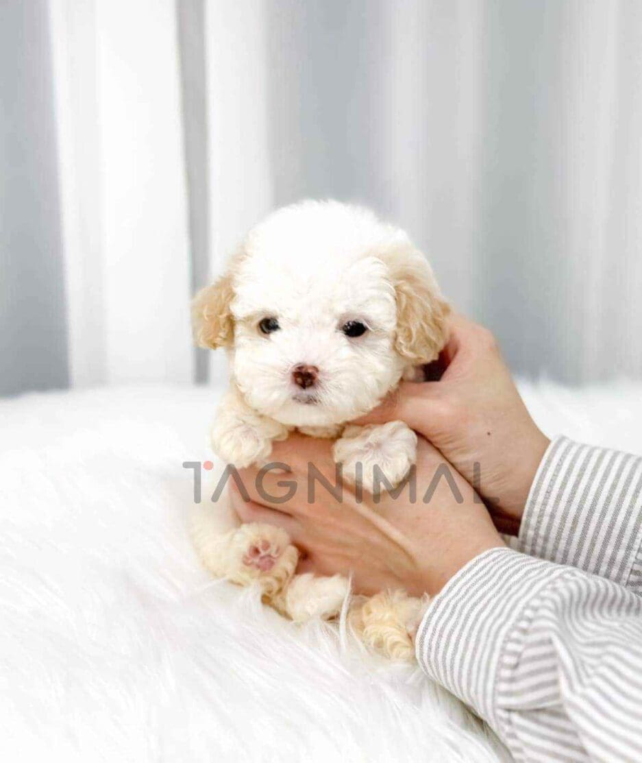 Poochon puppy for sale, dog for sale at Tagnimal