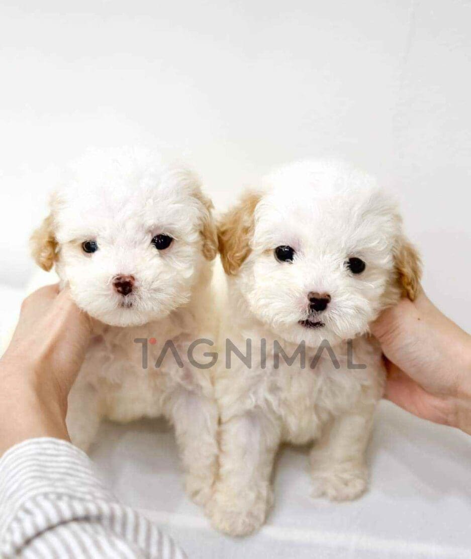 Poochon puppy for sale, dog for sale at Tagnimal