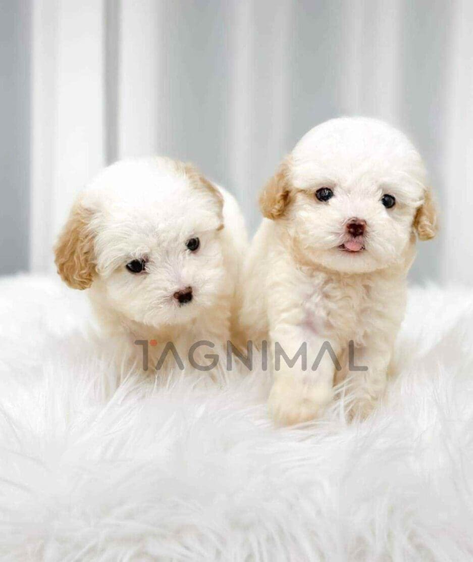 Poochon puppy for sale, dog for sale at Tagnimal