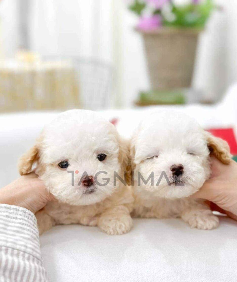 Poochon puppy for sale, dog for sale at Tagnimal