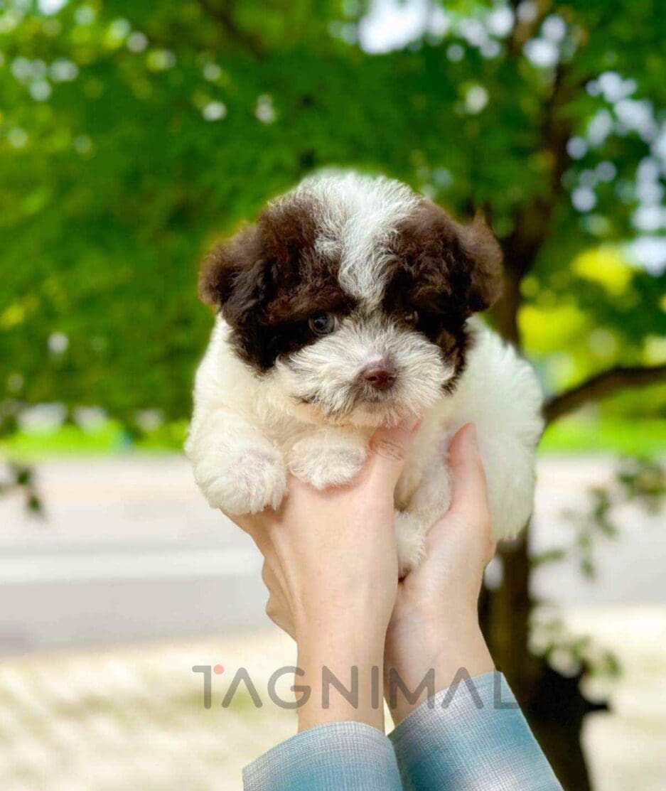 Poodle puppy for sale, dog for sale at Tagnimal