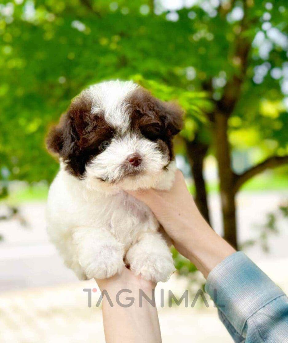 Poodle puppy for sale, dog for sale at Tagnimal