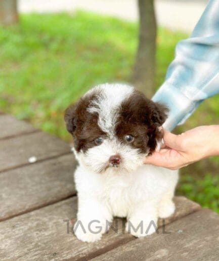 Poodle puppy for sale, dog for sale at Tagnimal